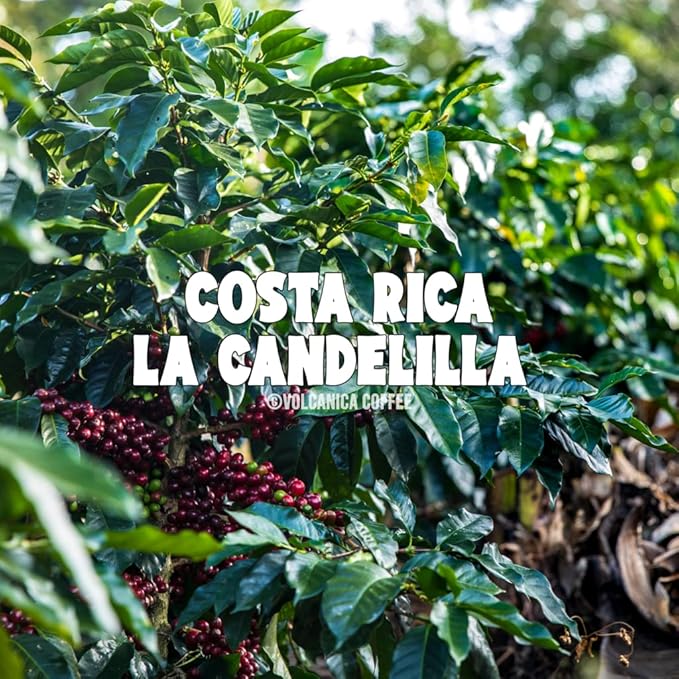 Costa Rica Tarrazu Coffee, La Candelilla, Whole Bean, Fresh Roasted, 16-ounce