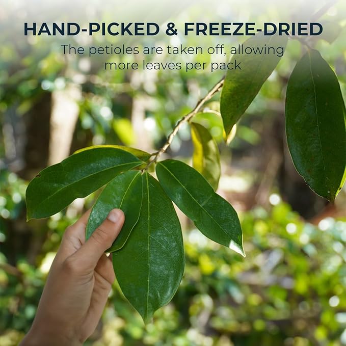 Soursop Graviola Leaf Tea - up to 350 Dried Whole Leaves, 5.5 oz, Handpicked Hoja De Guanabana, Vitamin & Fiber, Re-Steep Herbal Detox Tea for Relax & Refresh, Makes 100+ Cups