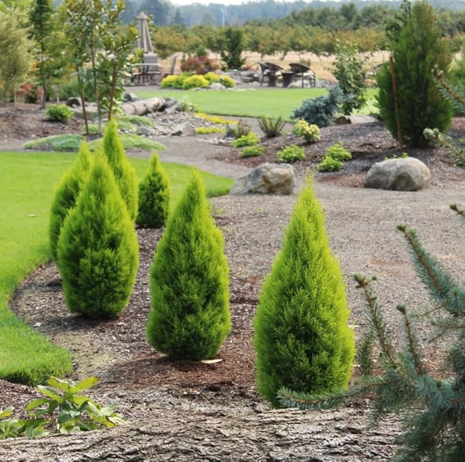 Lemony Christmas Tree. Lemon Cypress 'Goldcrest' (Cupressus Macrocarpa) - Vibrant Yellow-Green Foliage, Citrus Scent, Indoor/Outdoor (2 Cypress-Lemon Cups)