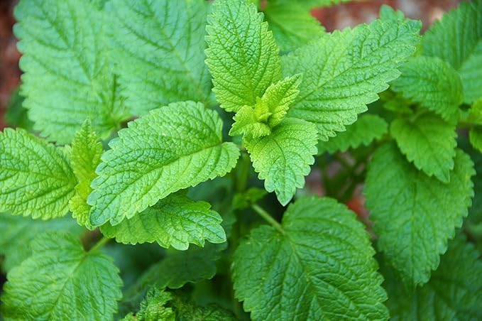 XIEJINJI Lemon Balm Tea, 2.2g X 40 Count, 100% Pure Natural Lemon Balm, Calming and Digestion Support, Eco-Conscious Tea Bags, Non-GMO, Caffeine Free