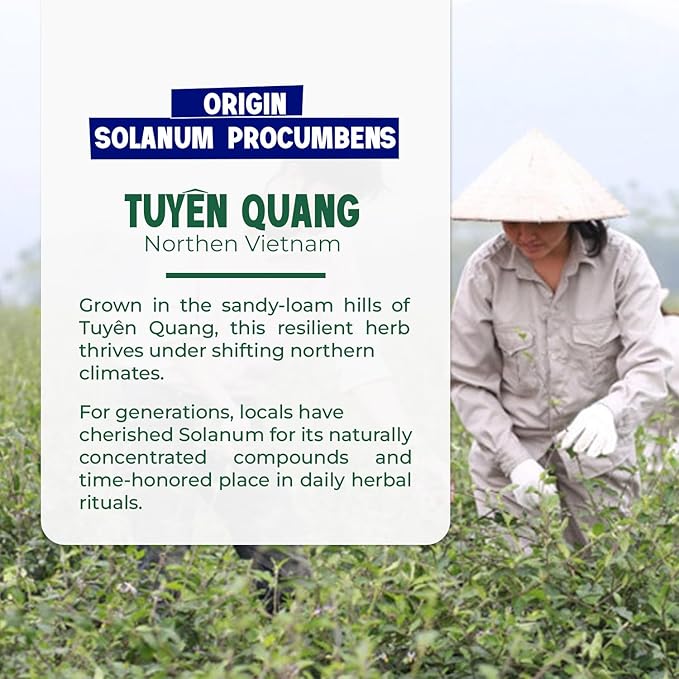 VieTreasures Solanum Procumbens Tea - 40 Tea Bags | With Celastrus and Stevia Blend | Herbal Cleanse Tea for Relax, Energy & Inner Health Support | Caffeine-free, Gluten-free, Sugar-free, 2.8oz
