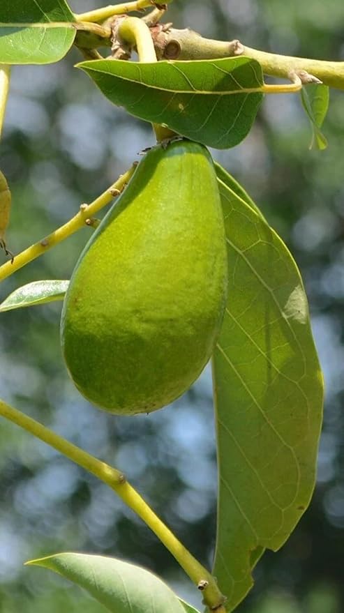 Avocado W Tee 10-24 in