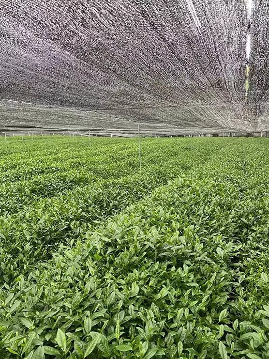 Nourishment Rituals Authentic Matcha Super Latte Ashwagandha Lion's Mane Reishi Cordyceps Made with Ceremonial Grade Organic Matcha Green Tea Powder Net weight 260g (2-Pack)