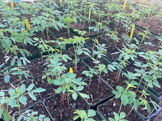 Moringa Fresh 3 Tee 12-18 in