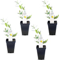 Carolina Jasmine Plant, Live Evergreen Vine, Fragrant Yellow Blooms, Fast Growing Climber for Trellis, Fences, or Arbors - Gelsemium sempervirens - 4 Cups