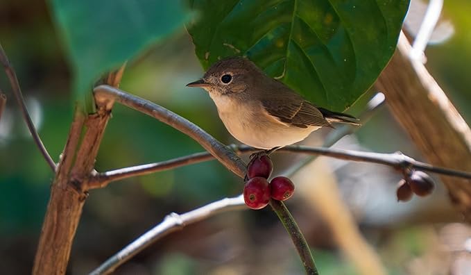 Yeri Coffee CHICORY CHIC Blend – Ground Coffee with Chicory, Dark Roast, New Orleans & South Indian Style, 12 oz Bag, Low Acidity