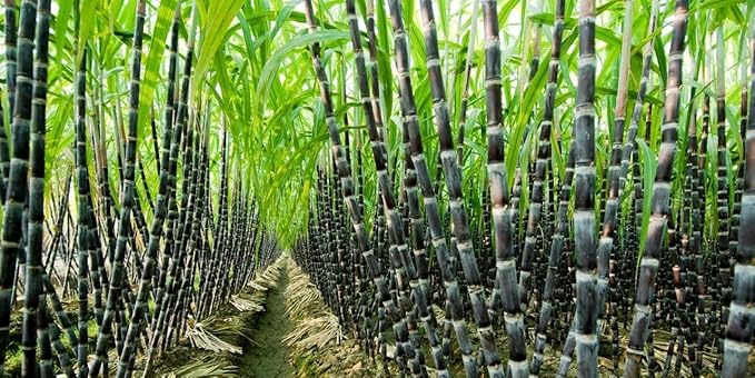 Rigel Spices Cane Jaggery powder 2 Lbs | Naatu Sakarai | Natural Sweetener | No Preservatives | No Added Flavors