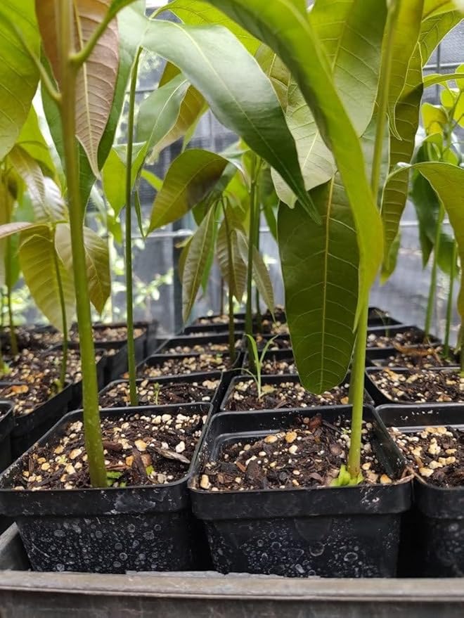 Mango Tropical Tee 12-14 in
