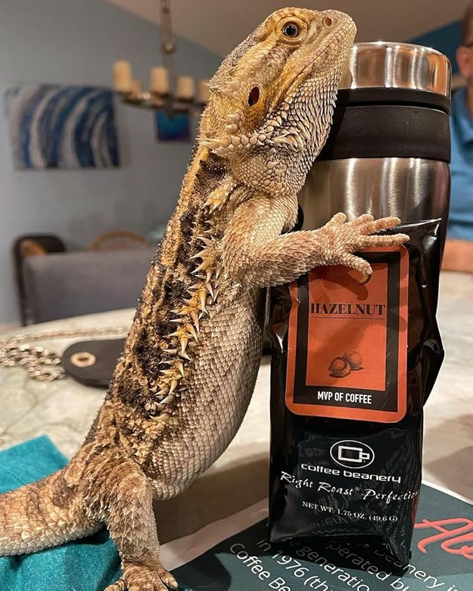 Coffee Beanery Hazelnut Flavored Coffee, 1-1.75oz Try Me Size Coffee Sampler, Light-Medium Roast