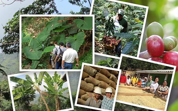 Jim’s Organic Coffee – Colombian – Single Origin, Medium Roast - Whole Bean, 5 lb Bag