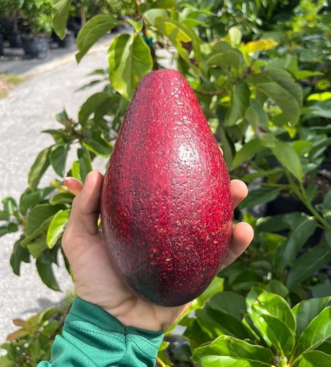 Avocado Red Tee 10-18 in