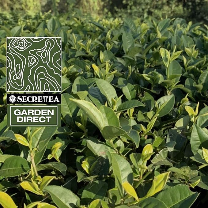 Organic Sylvan Black Tea | BREAKFAST TEA | NATURAL ANTIOXIDANTS | 4 Oz Pure Loose-Leaf (50+ Cups) I 100% Hand Crafted Tea | By T SECRETEA, Forest at Dawn