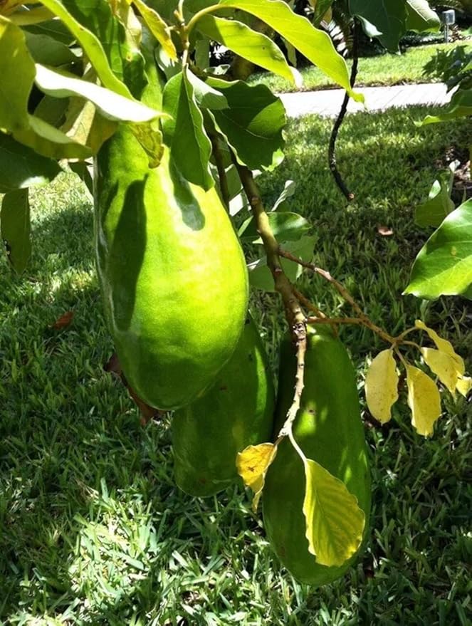 Avocado W Tee 10-24 in