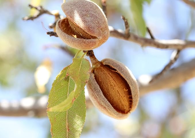 Food to Live Organic California Almonds, 8 Ounces – Non-GMO, Whole, Unsalted, Unroasted, Keto, Vegan Nuts in Bulk. Rich in Vitamin E. Snack. Great for Almond Milk and Butter, Desserts and Trail Mixes