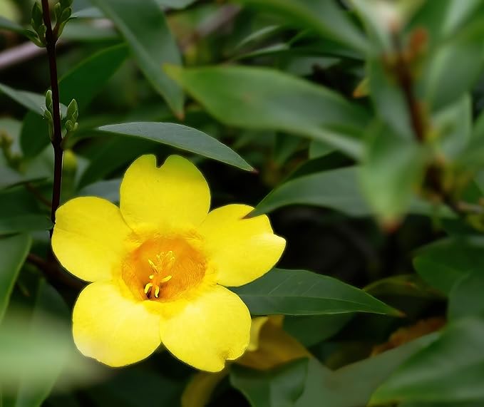 Carolina Jasmine Plant, Live Evergreen Vine, Fragrant Yellow Blooms, Fast Growing Climber for Trellis, Fences, or Arbors - Gelsemium sempervirens - 2 Bags
