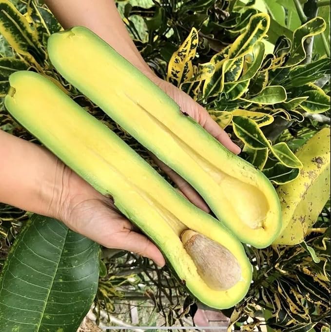 Avocado Long Tee 1-2ft