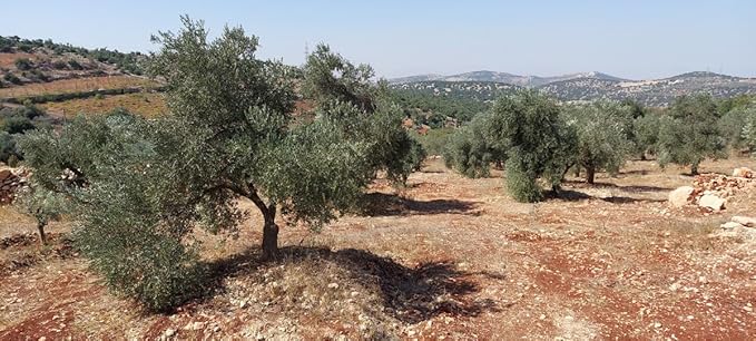 Extra Virgin Olive Oil – First Cold Pressed, Unfiltered – Single Origin Jordan Valley – 100% Pure & Natural – Premium High Polyphenol count. 750ML