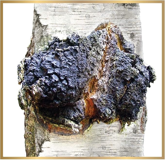 Siberian Chaga Mushroom Individual Filter Tea Bags Original 50 Filter Bags Net Wt 3.5 Oz (100g)