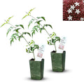 Pink Jasmine Vine - Jasminum Polyanthum - Fragrant & Blooming, Perfect for Indoor/Outdoor Decor (2 Pink jas Cups)