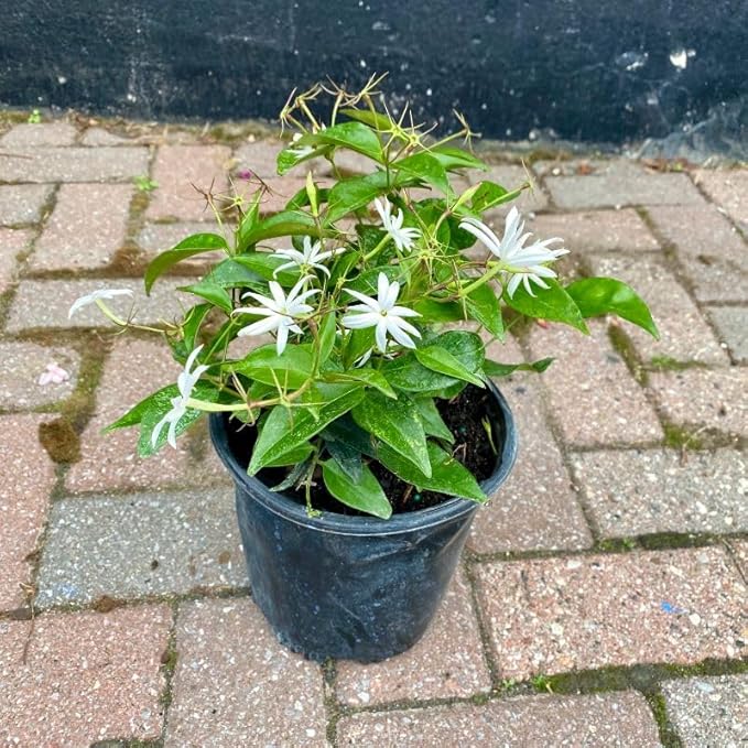 Live Angel Wing Jasmine (Jasminum Nitidum) Plants - Fragrant, White Blooming Evergreen Shrub for Any Garden (2 jas Angel sacs)
