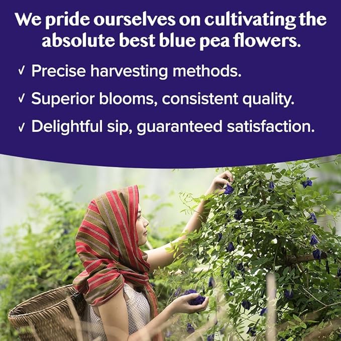 VAHDAM, Butterfly Pea Flower (15 Pyramid Bags) Vegan, Non-GMO | Delicate & Earthy | Direct From Source – Plant-Based Biodegradable | Brew Iced Tea, Cooking, Mocktails & Cocktails