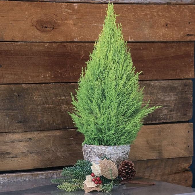 Lemony Christmas Tree. Lemon Cypress 'Goldcrest' (Cupressus Macrocarpa) - Vibrant Yellow-Green Foliage, Citrus Scent, Indoor/Outdoor (4 Cypress-Lemon sacs)