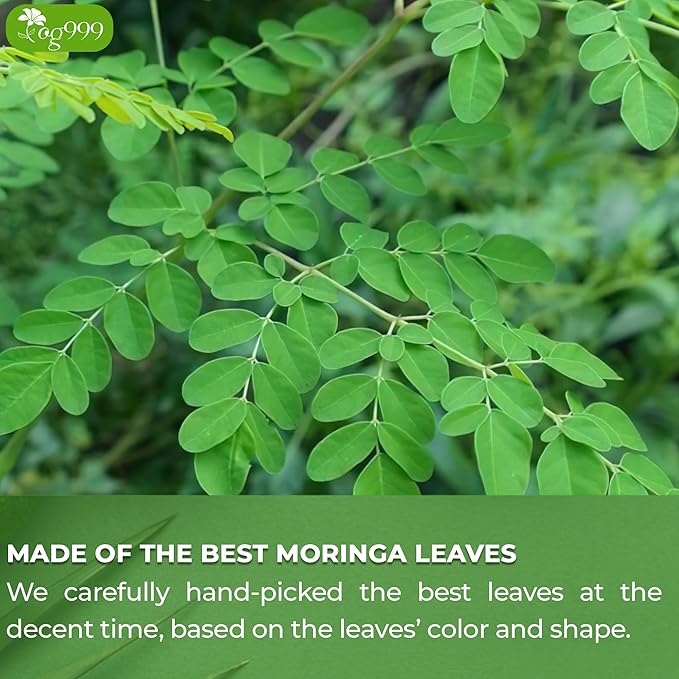 TOG999, Premium 200 Moringa Leaf Tea Bags, 100% Natural & Pure. Loose Leaf Moringa Herbal Tea. No Sugar, No Caffeine, No Gluten, Vegan.