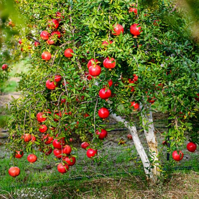 Live Pomegranate 'Wonderful' Plants (Punica Granatum 'Wonderful') - Fruit-Bearing, Drought-Tolerant, Easy to Grow (4 stevia Cups)