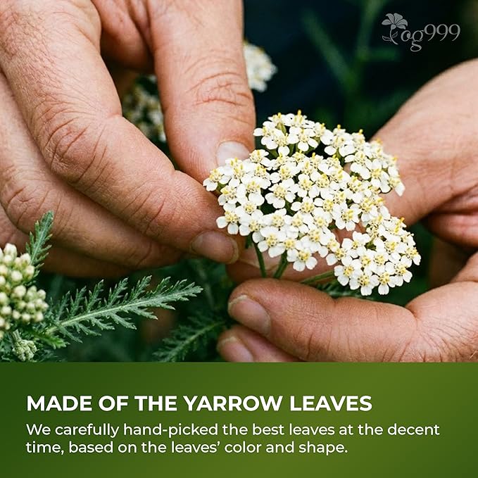 TOG999, Yarrow Tea Leaves 8oz | Premium Herbal Tea | Naturally Aromatic, Freshly Packed Loose Leaf Yarrow | Sustainably Sourced, Non-GMO, No Additives – Ideal for Daily Herbal Brewing