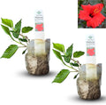 Red Hibiscus. rosa-sinensis. Live Plant - Tropical Blooming Hibiscus, Pretty Flowers, Used in Tea and Juice (2 red Hibiscus sacs)