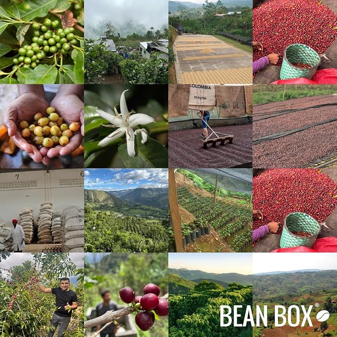 Ethiopia Anbessa Natural - Roasted by Coava Coffee Roasters - Freshly Ground Coffee - 12 Ounce Bag