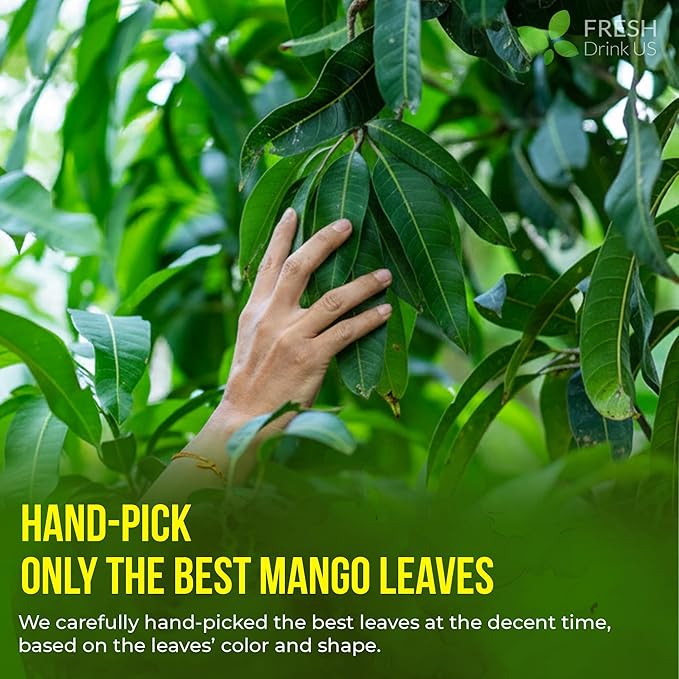 FreshDrinkUS, Premium 140+ Mango Whole Leaves Dried, 100% Natural & Pure from Dried Mango Leaves Tea, No Additives, No Caffeine, Vegan