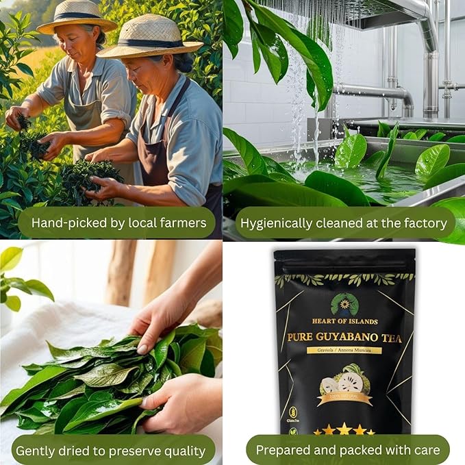 Heart of Islands KOSHER & HALAL Certified Soursop Tea Bags (2g Each) – Premium Guyabano (Graviola) Leaves from the Philippines – Organic Herbal Tea Bags Caffeine Free with Zero Calories 15 Count - Pack of 1