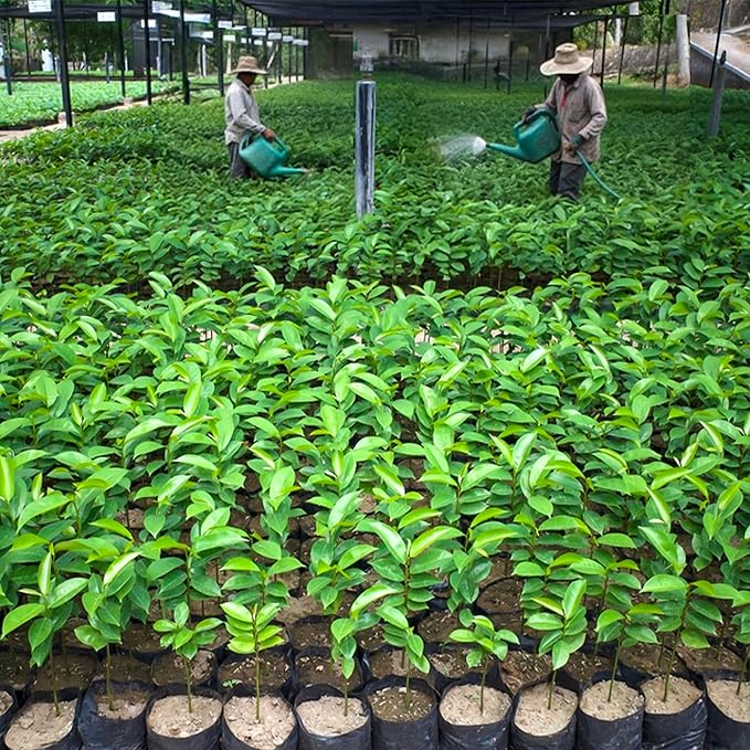 Soursop Tee - 7-8" Soursop/Guanabana