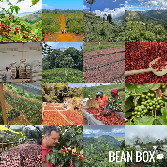Colombia Jhoan Vergara - Roasted by Perc Coffee - Freshly Ground Coffee - 12 Ounce Bag