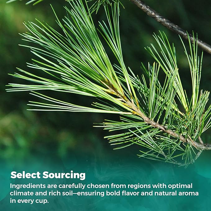 USA Fresh White Pine Needle Tea – 100% Pure Wild-Harvested USA Pine Needles, Fresh Aromatic Herbal Tea, No Additives, Premium Loose Leaf, Natural Forest Flavor (15oz)