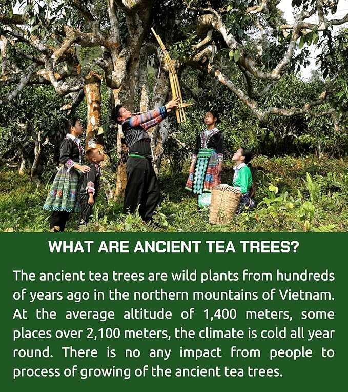 VIXI Flavored Ginger Black Tea Bag, Vietnam's Mountain Tea, 100 Counts, 100% Natural from Ancient Tee Tree, Black Tee Blend with Ginger for Hot and Cold Brew (Vietnamese Taste, 7.0 Oz)