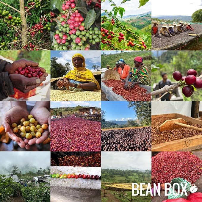 Decaf Colombia Huila - Roasted by Perc Coffee - Freshly Ground Coffee - 12 Ounce Bag