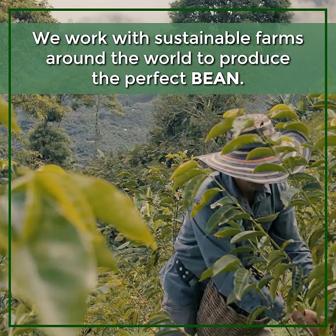 The Bean Organic Coffee Company Water Processed DECAF IL Chicco (Traditional Italian Roast), Dark Roast, Ground Coffee, 16-Ounce Bag, Café Molido Tostado Orgánico descafeinado