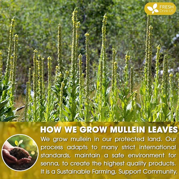 FreshDrinkUS, Premium 80 Mullein Leaf Tea Bags – 100% Natural, Pure, & Caffeine-Free Herbal Tea for Lung – Loose Leaf, No Sugar, Vegan, Gluten-Free, Made with Natural Material Tea Bags