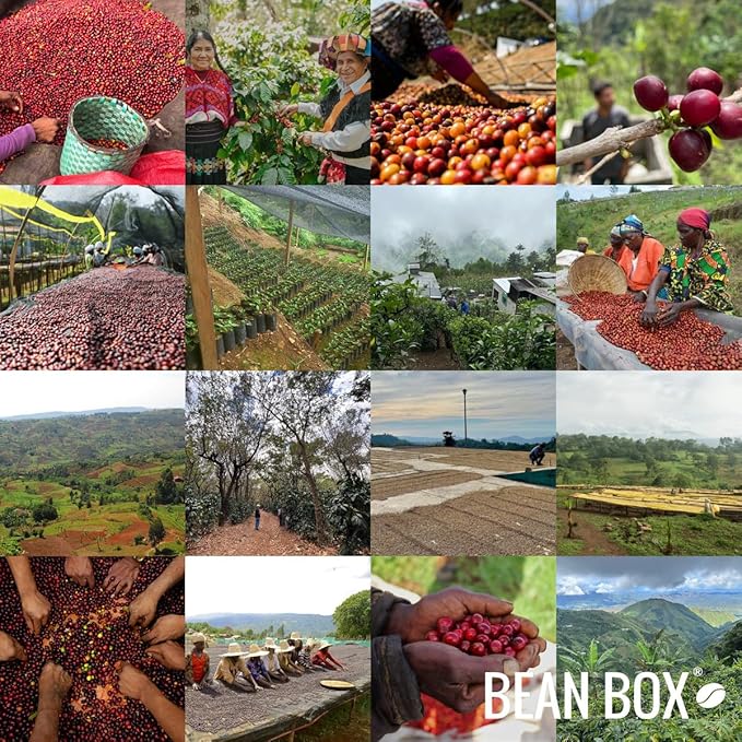 Triple Double, an Experimental Colombian Coffee - Roasted by Portrait Coffee - Freshly Ground Coffee - 12 Ounce Bag