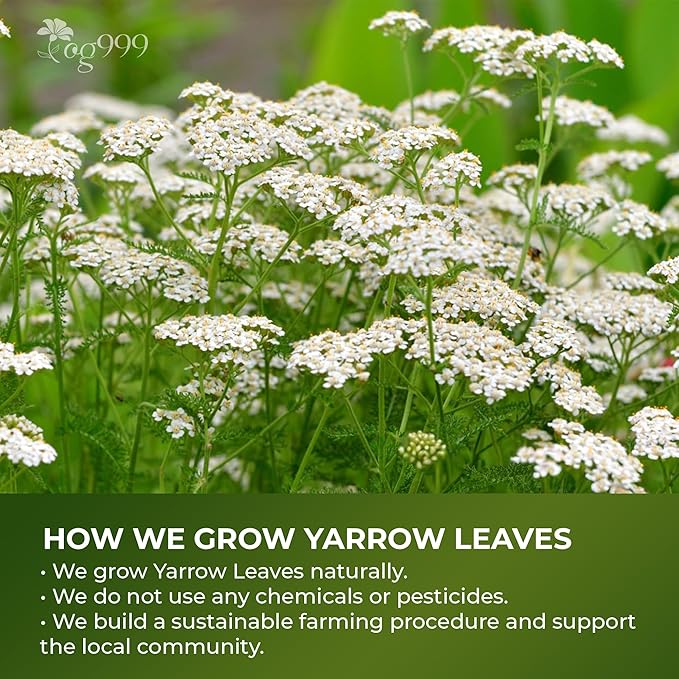 TOG999, Yarrow Tea Leaves 8oz | Premium Herbal Tea | Naturally Aromatic, Freshly Packed Loose Leaf Yarrow | Sustainably Sourced, Non-GMO, No Additives – Ideal for Daily Herbal Brewing
