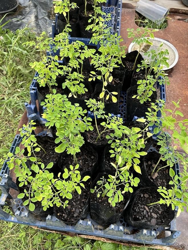 USA Fresh Moringa Tee 4-7 in