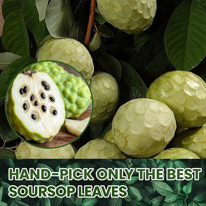 Natural Soursop Graviola Leaf Tea Bags, 100% Pure from Soursop Leaves, Handmade