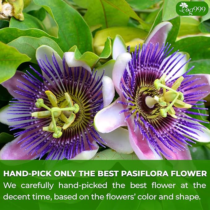 TOG999, Premium 120 Pasiflora Pasion Flower Tea Bags, 100% Natural & Pure. Passion Flower Herbal Tea. No Sugar, No Caffeine, No Gluten, Vegan.