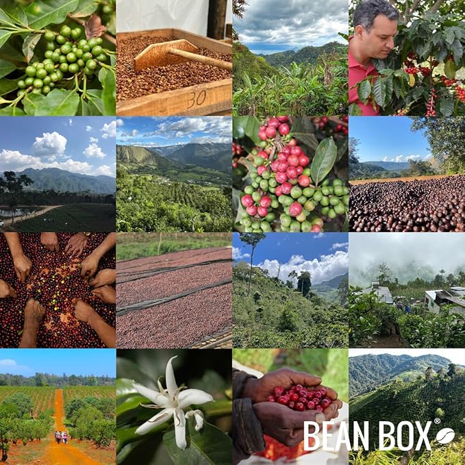 Colombia, Sugarcane Decaf - Roasted by Portrait Coffee - Freshly Ground Coffee - 12 Ounce Bag