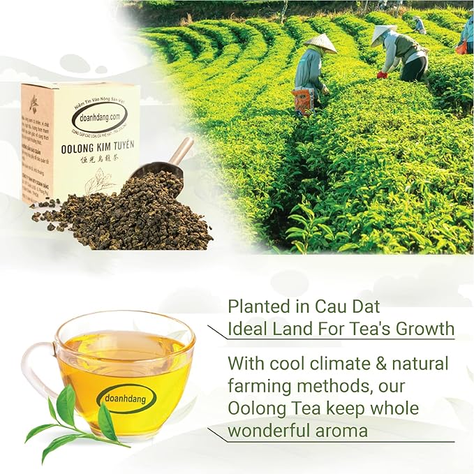 doanhdang - 7 Oz Premium Oolong Tea, Vietnamese Oolong Loose Leaf Tea with Fresh Taste, CauDat Oolong Tea in High Mountain, For Morning Companion, Vietnamese Golden Lily Tea (JinXuan Oolong)