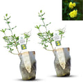 Primrose Jasmine (Jasminum Mesnyi) Live Plant - Fragrant Yellow Blooms. Japanese, Chinese, Asian. Indoor, Outdoor Shrub (4 prim jas Cups)