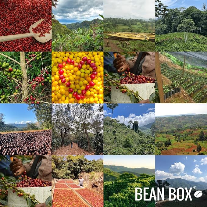 Bean Box Coffee Sampler - Explore Ethiopia, 2-Pack, Freshly Ground, Gourmet Coffee