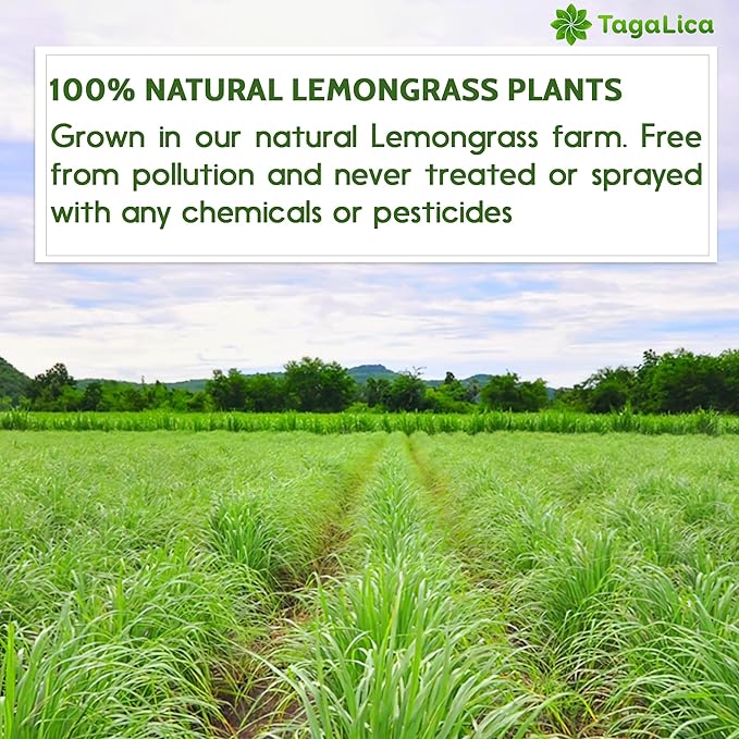 Tagalica, Premium 75 Lemongrass Tea Bags, 100% Natural & Pure Lemongrass leaves, Eco-Conscious Tea Bags, Lemongrass Herbal Tea. Lemongrass Leaf Tea. No Sugar, No Caffeine, No Gluten, Vegan.